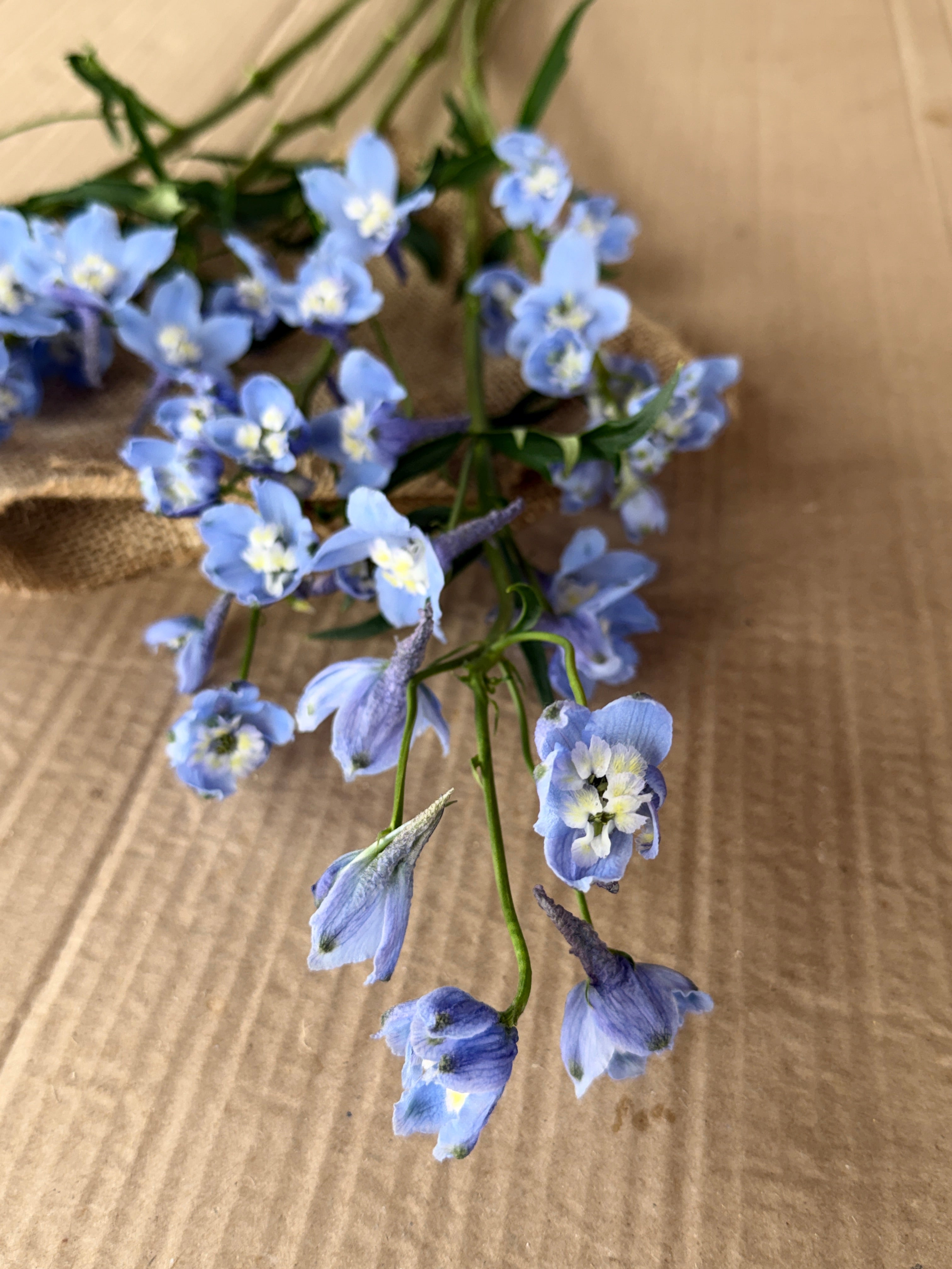 Delphinium - Light Blue