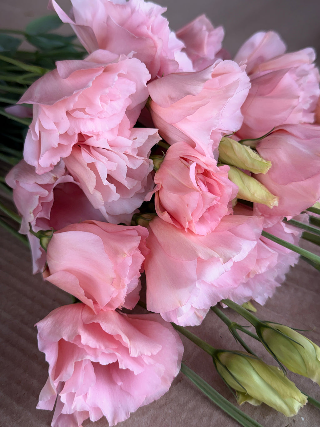 Lisianthus - Peach