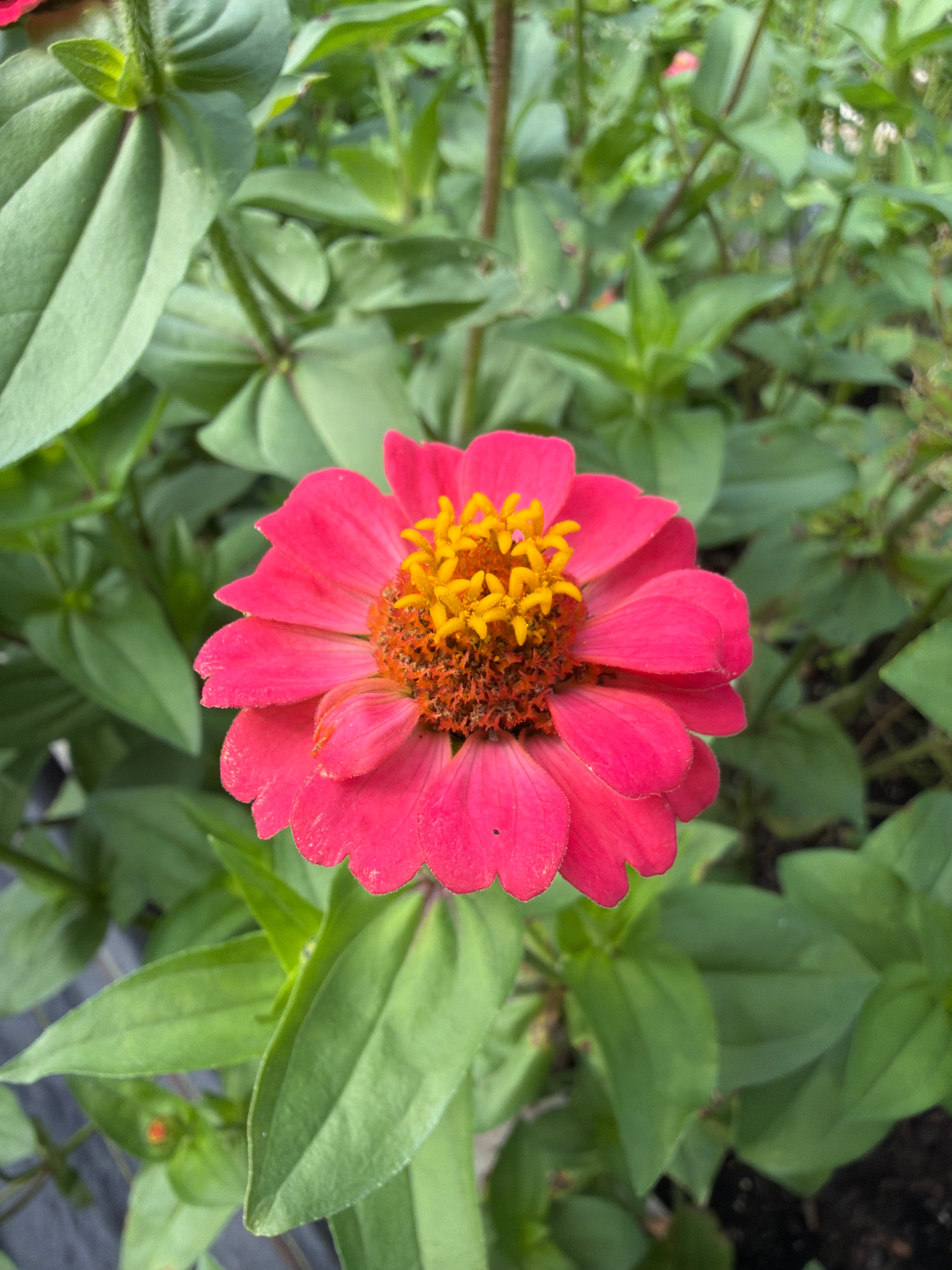 Zinnia - Mini Salmon Pink