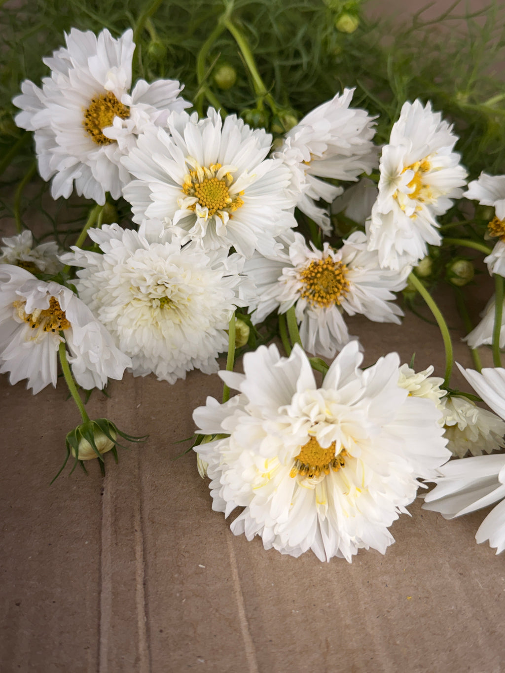 Cosmos - Snow Puff