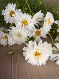 Cosmos - Snow Puff
