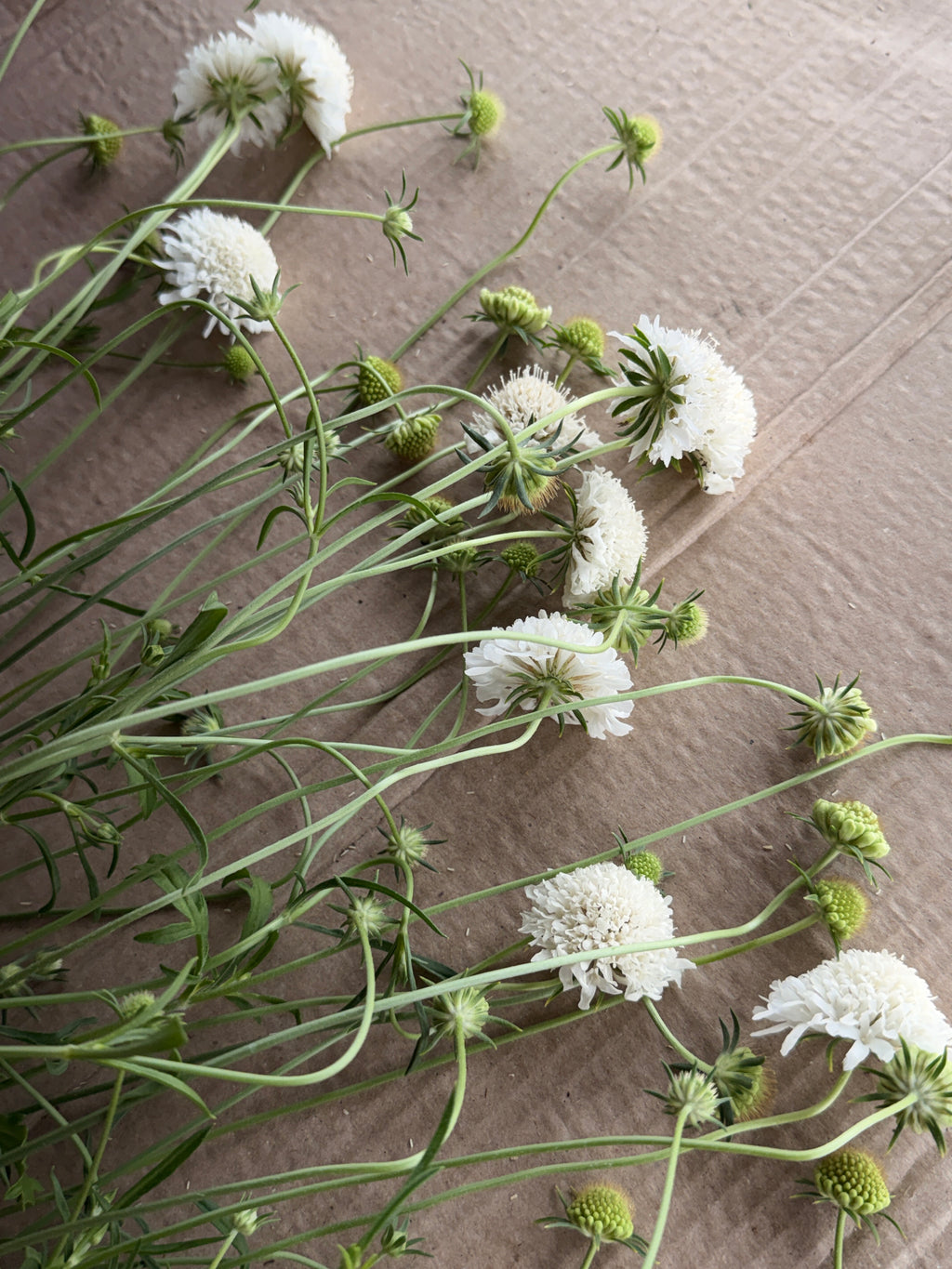 Scabiosa - White