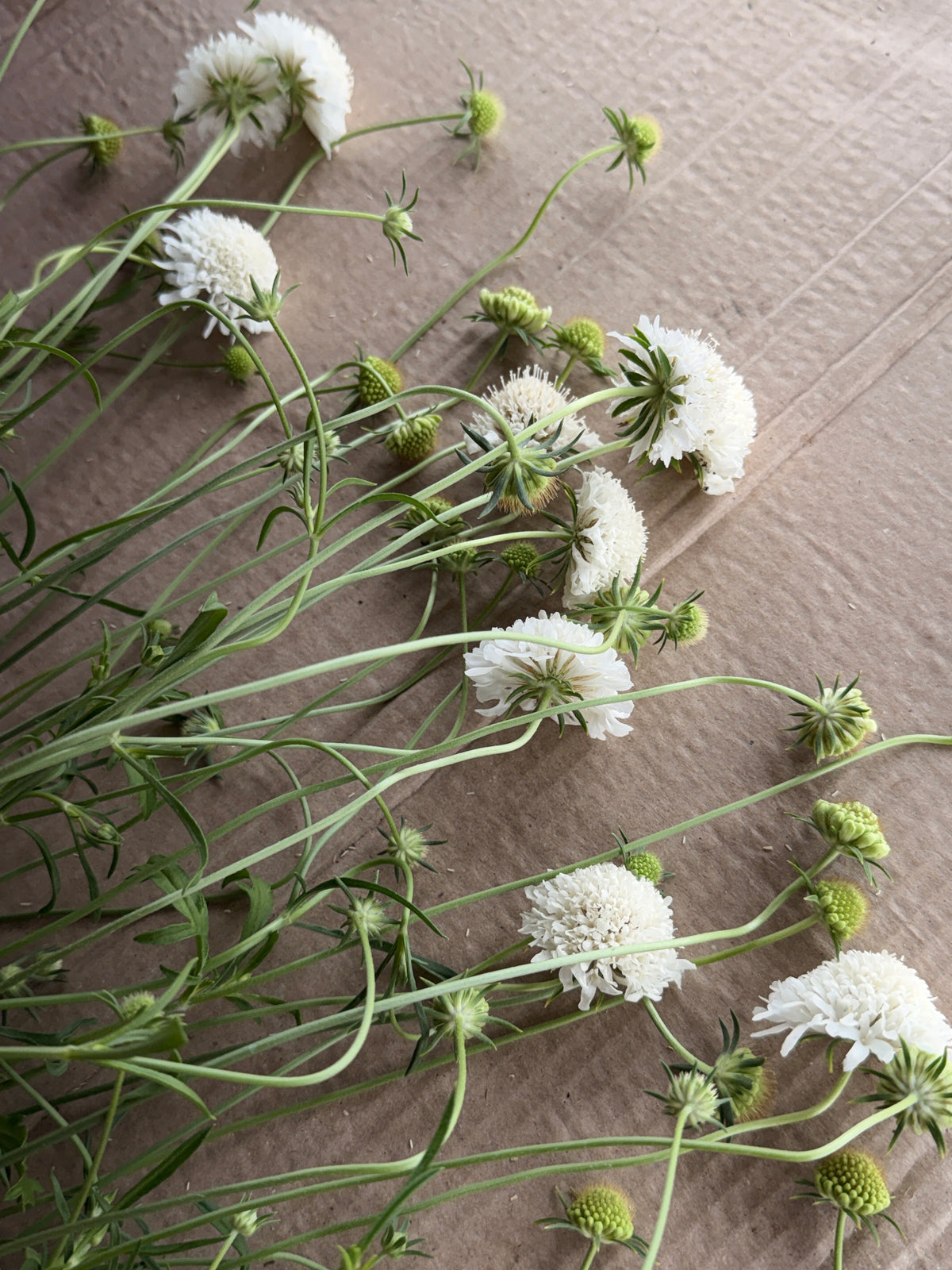 Scabiosa - White