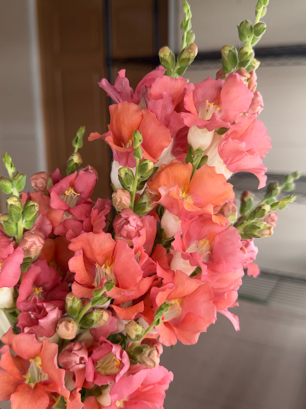 Snapdragon - Chantily Bronze