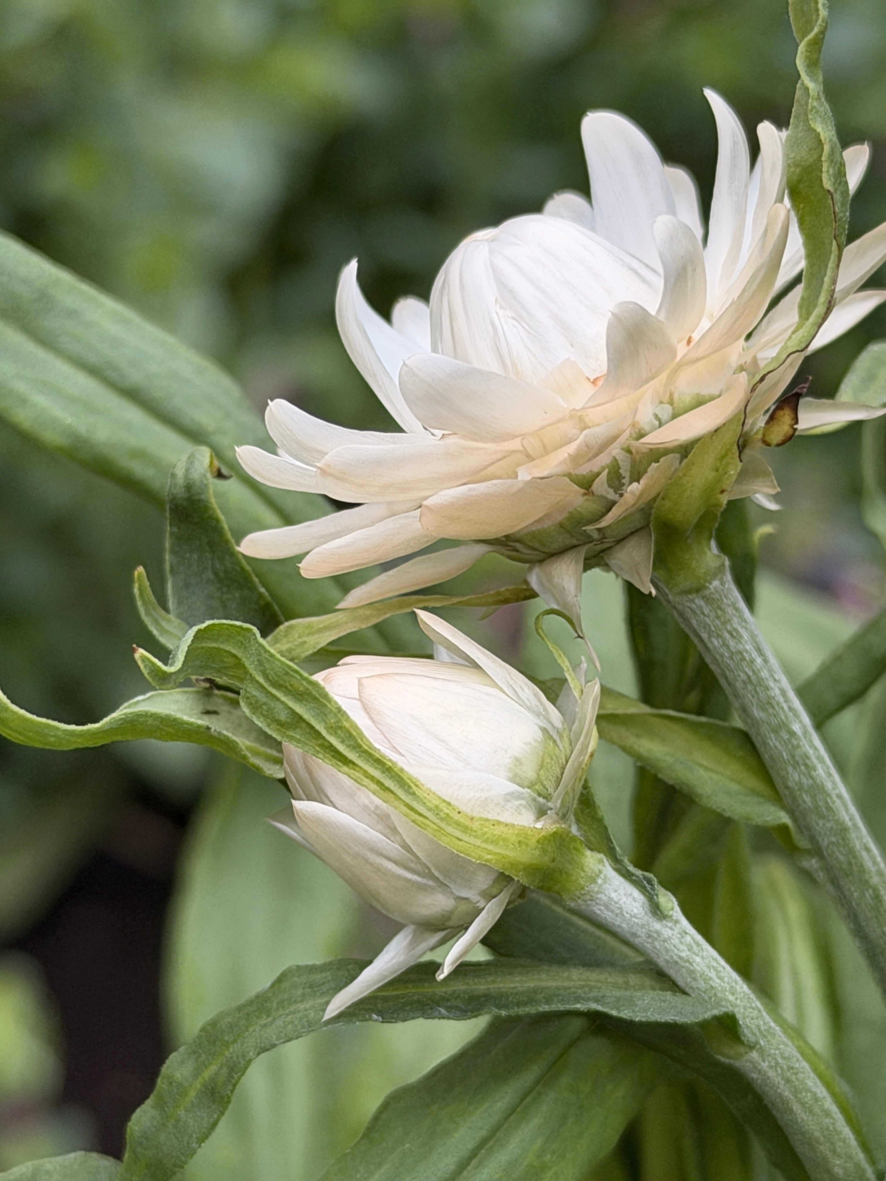 Strawflower - Vintage White