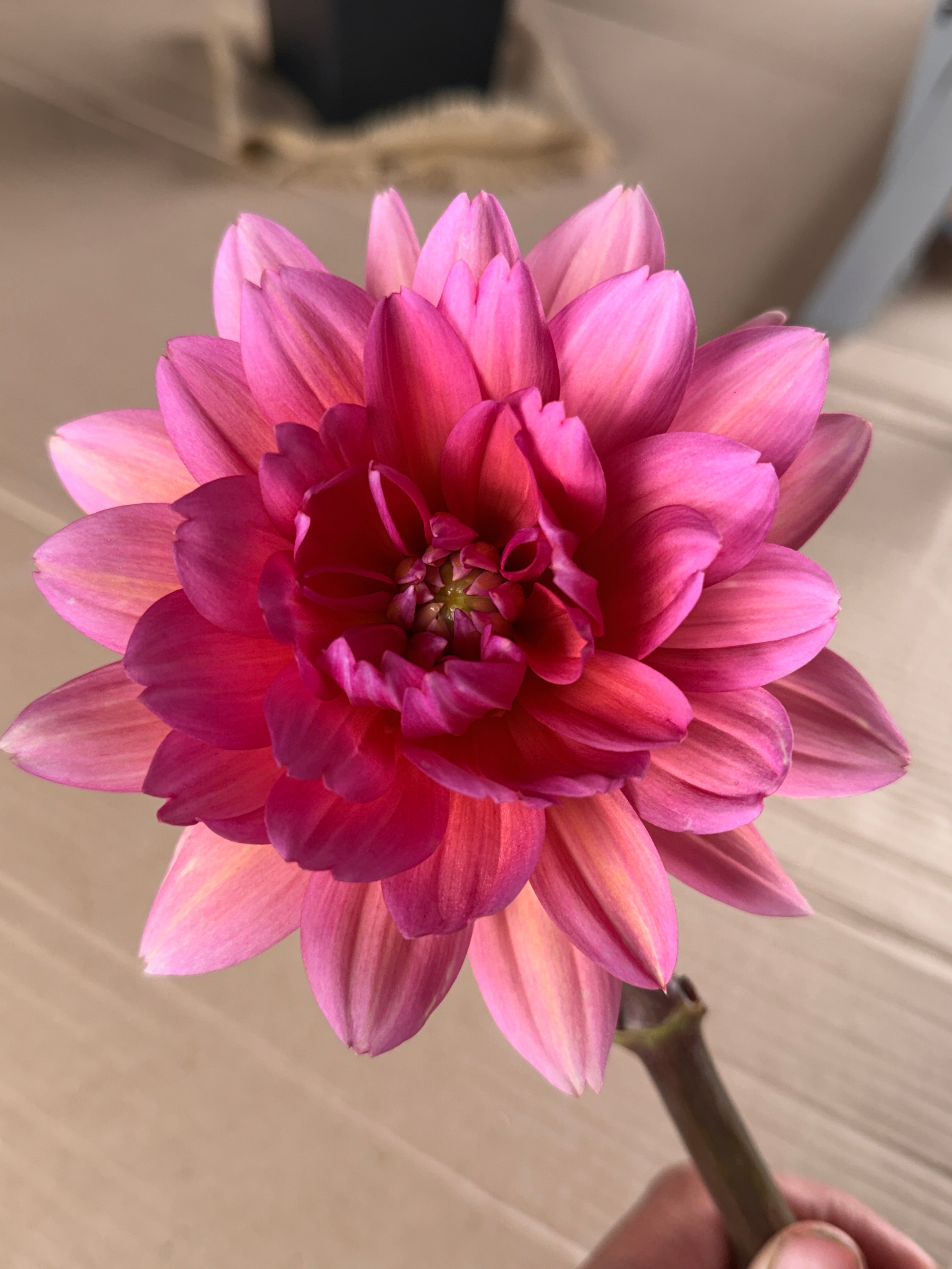 Dahlia Stem - Great Silence