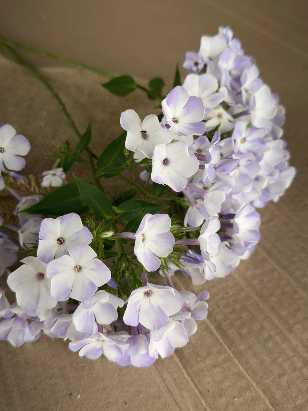 Phlox - White with Blue