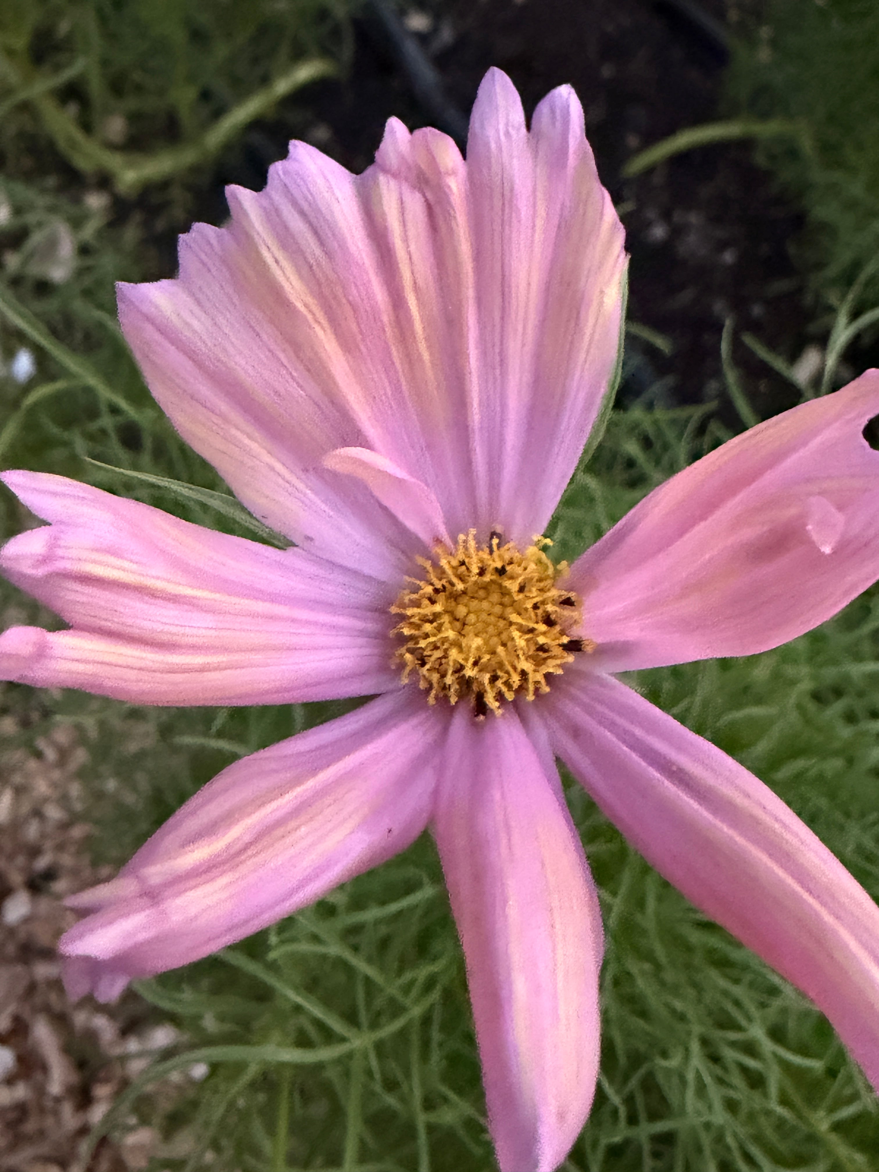 Cosmos - Apricotta