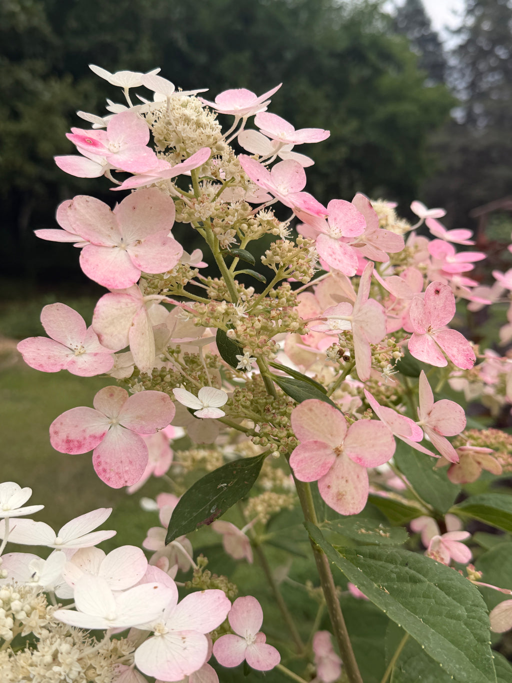 Hydrangea - Quick Fire
