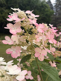 Hydrangea - Quick Fire