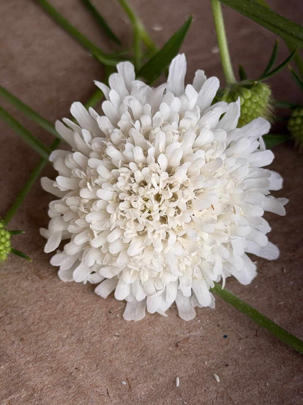 Scabiosa - White