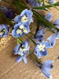 Delphinium - Light Blue