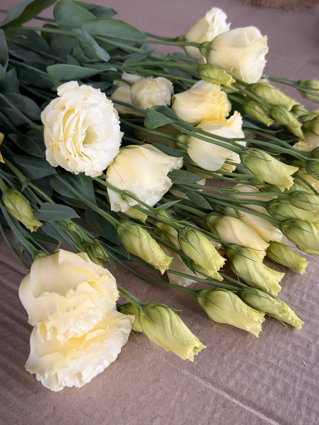 Lisianthus - Primrose