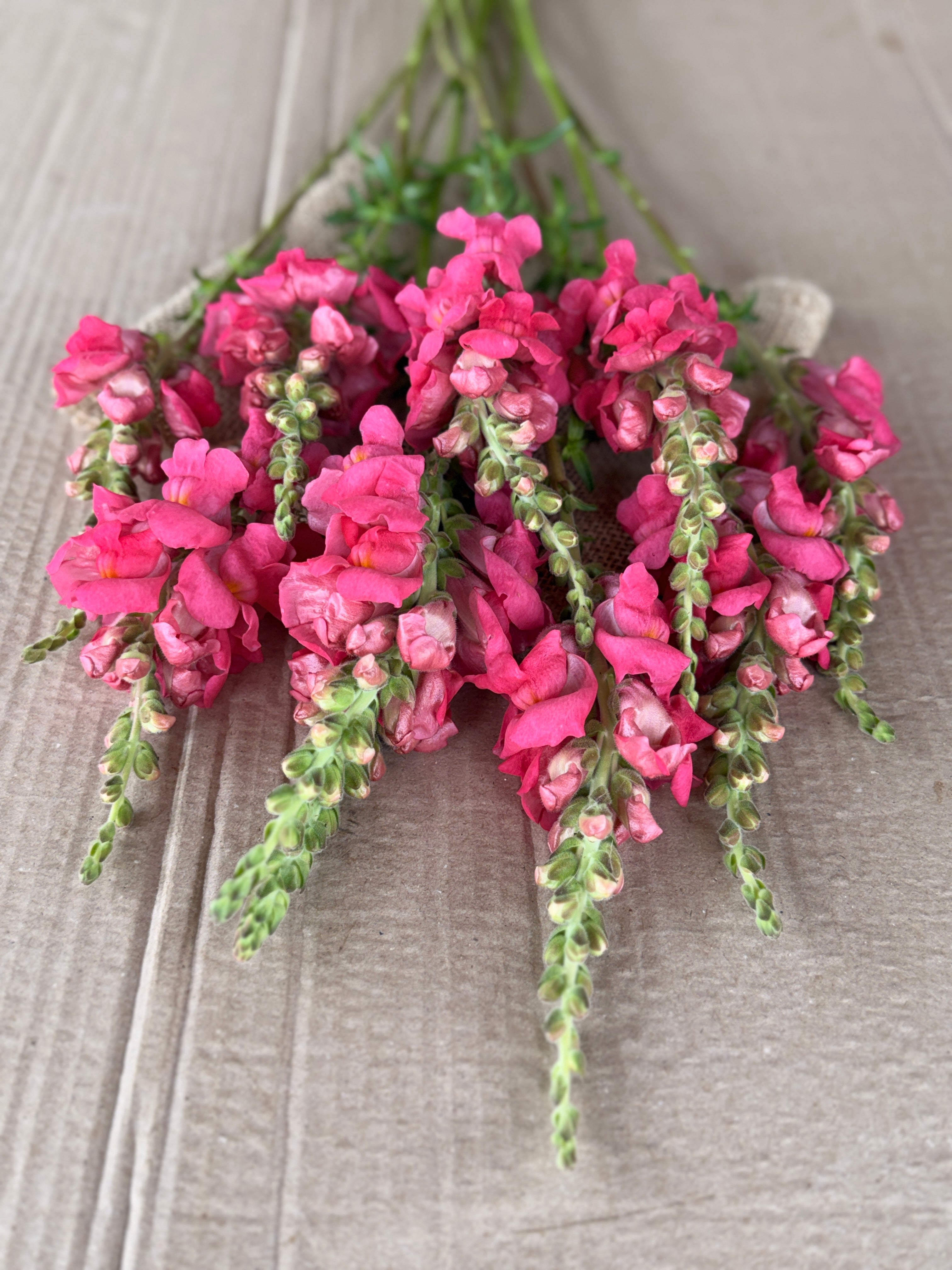 Snapdragon - Potomac Dark Pink