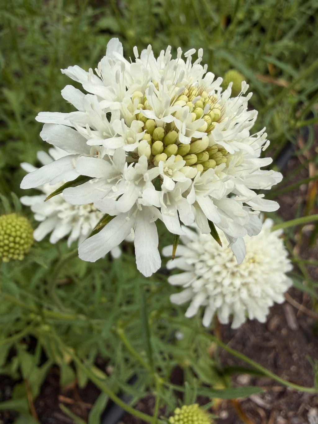 Scabiosa - White