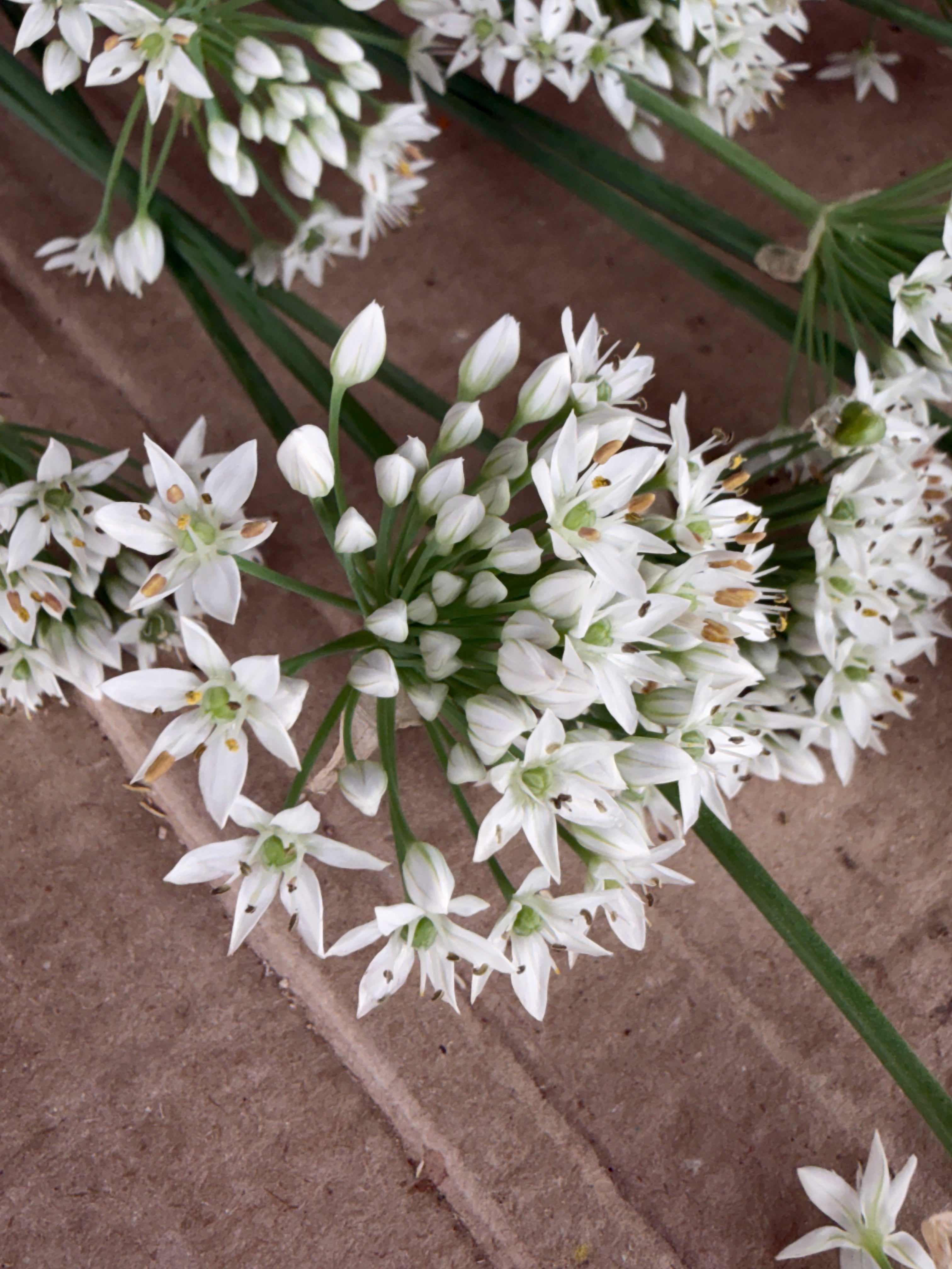 Allium - Late Summer White