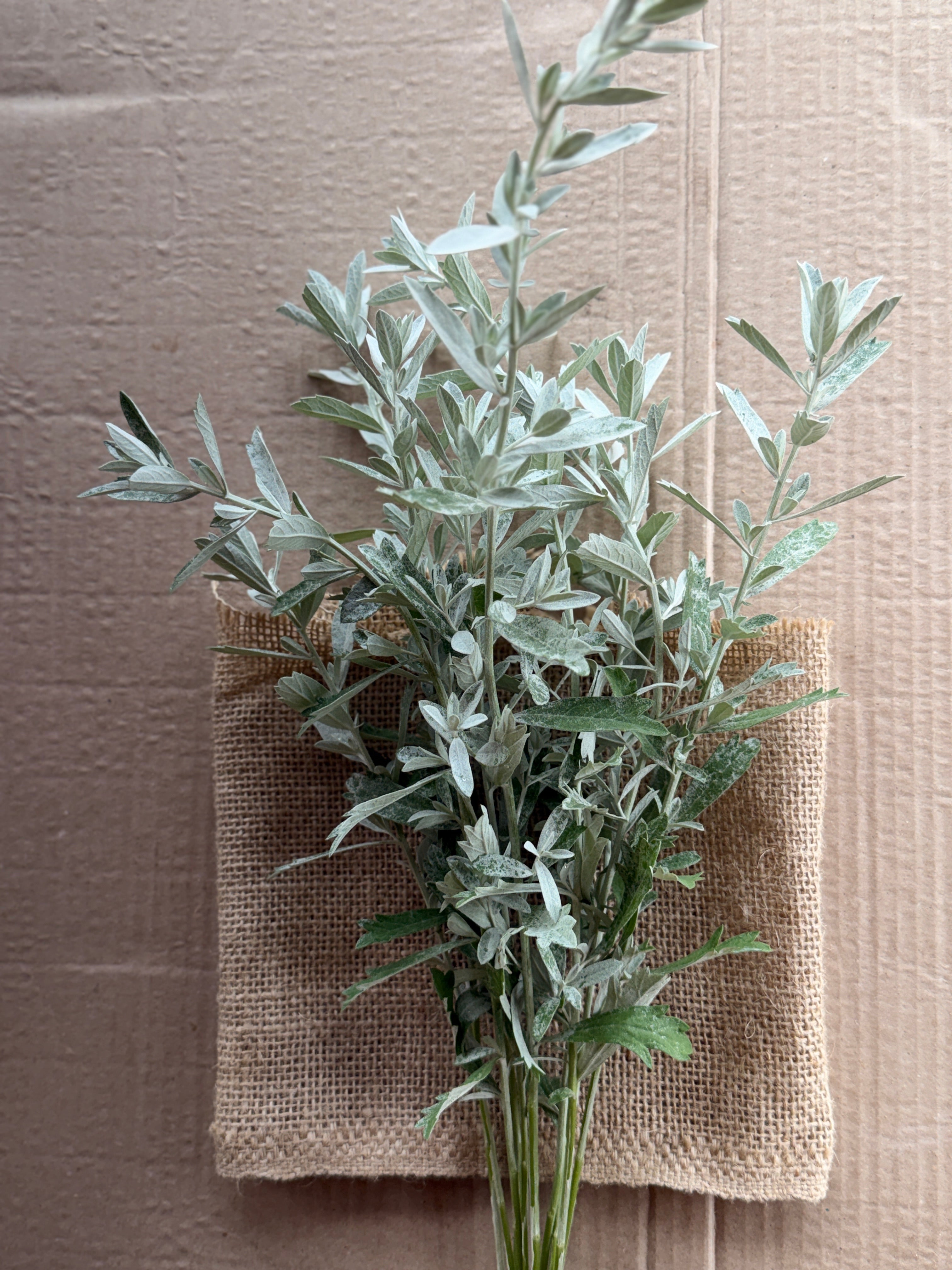 White Sage - fine textured