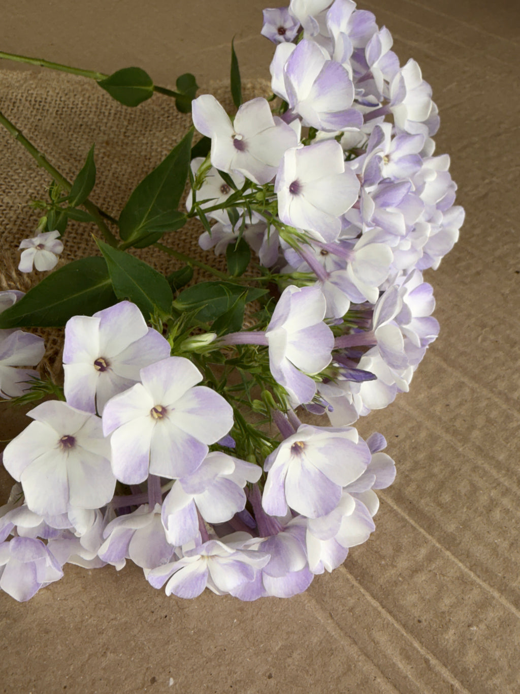 Phlox - White with Blue