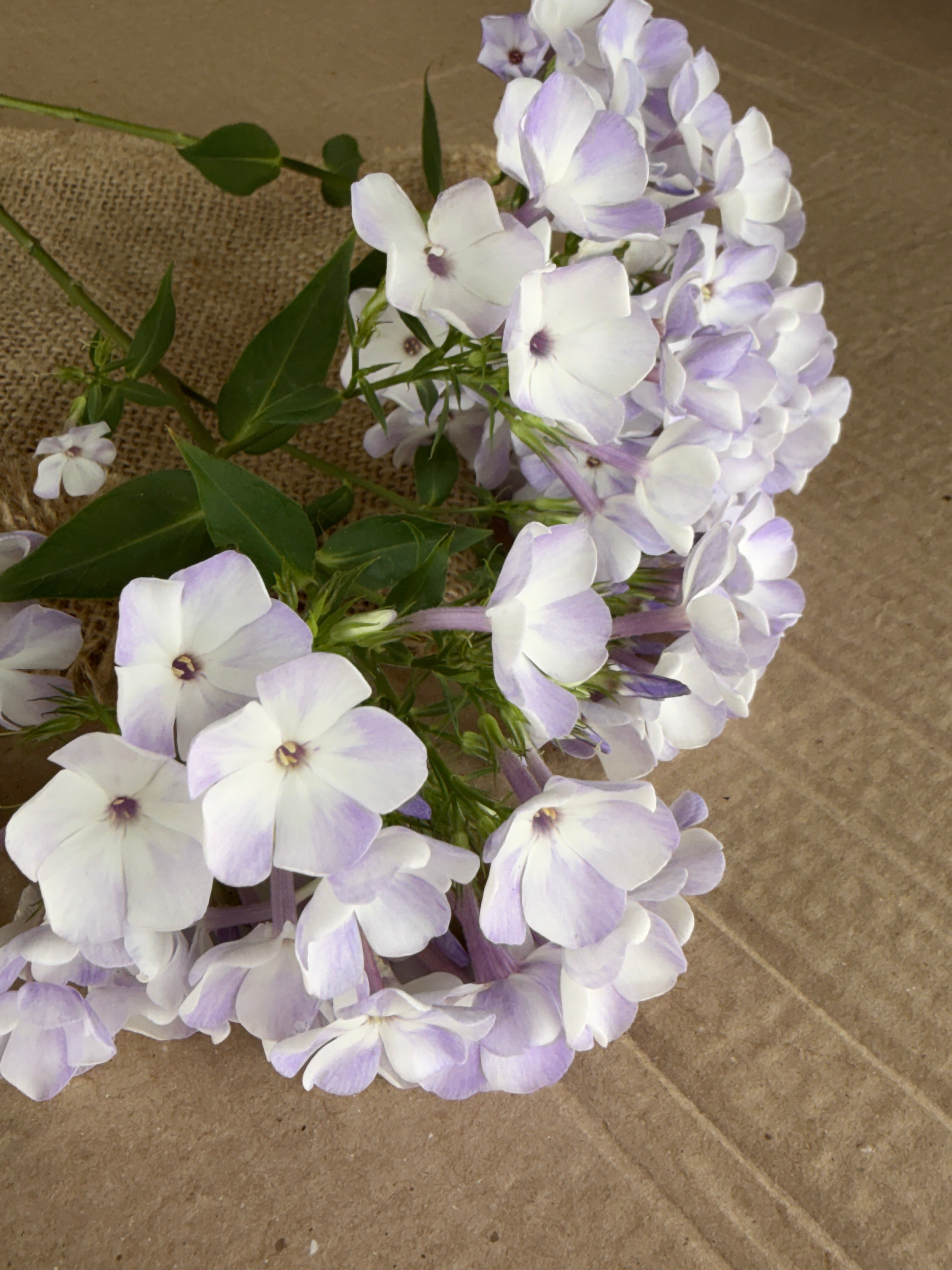Phlox - White with Blue