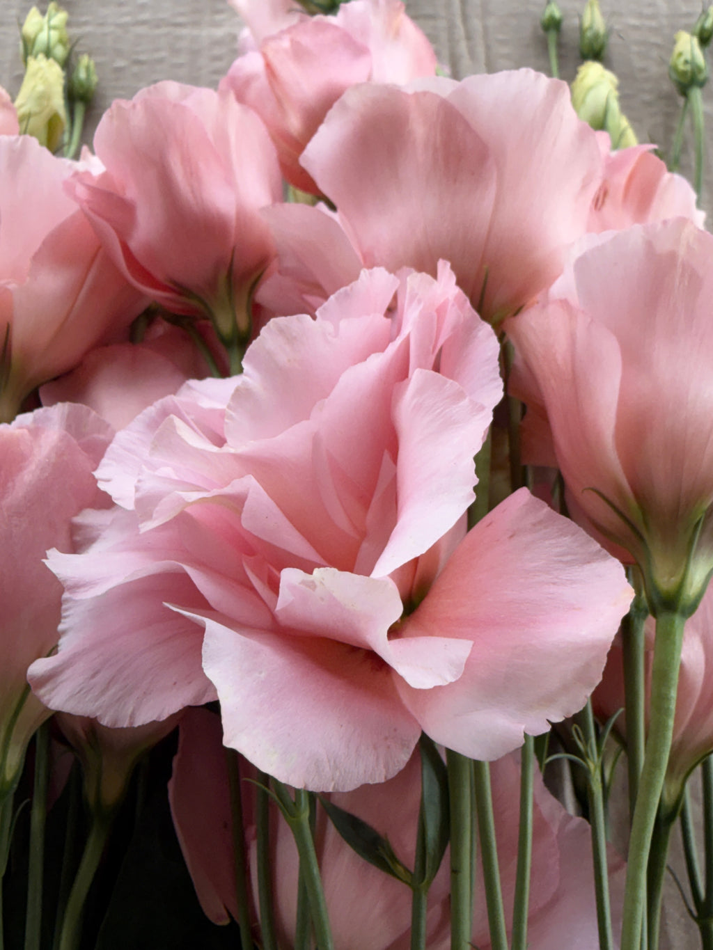Lisianthus - Peach
