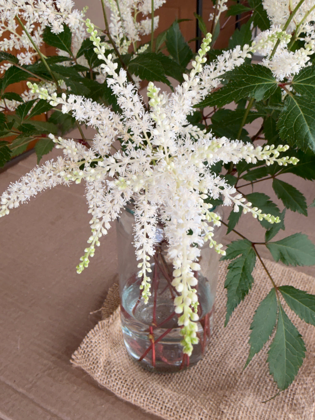 Astilbe Plumes