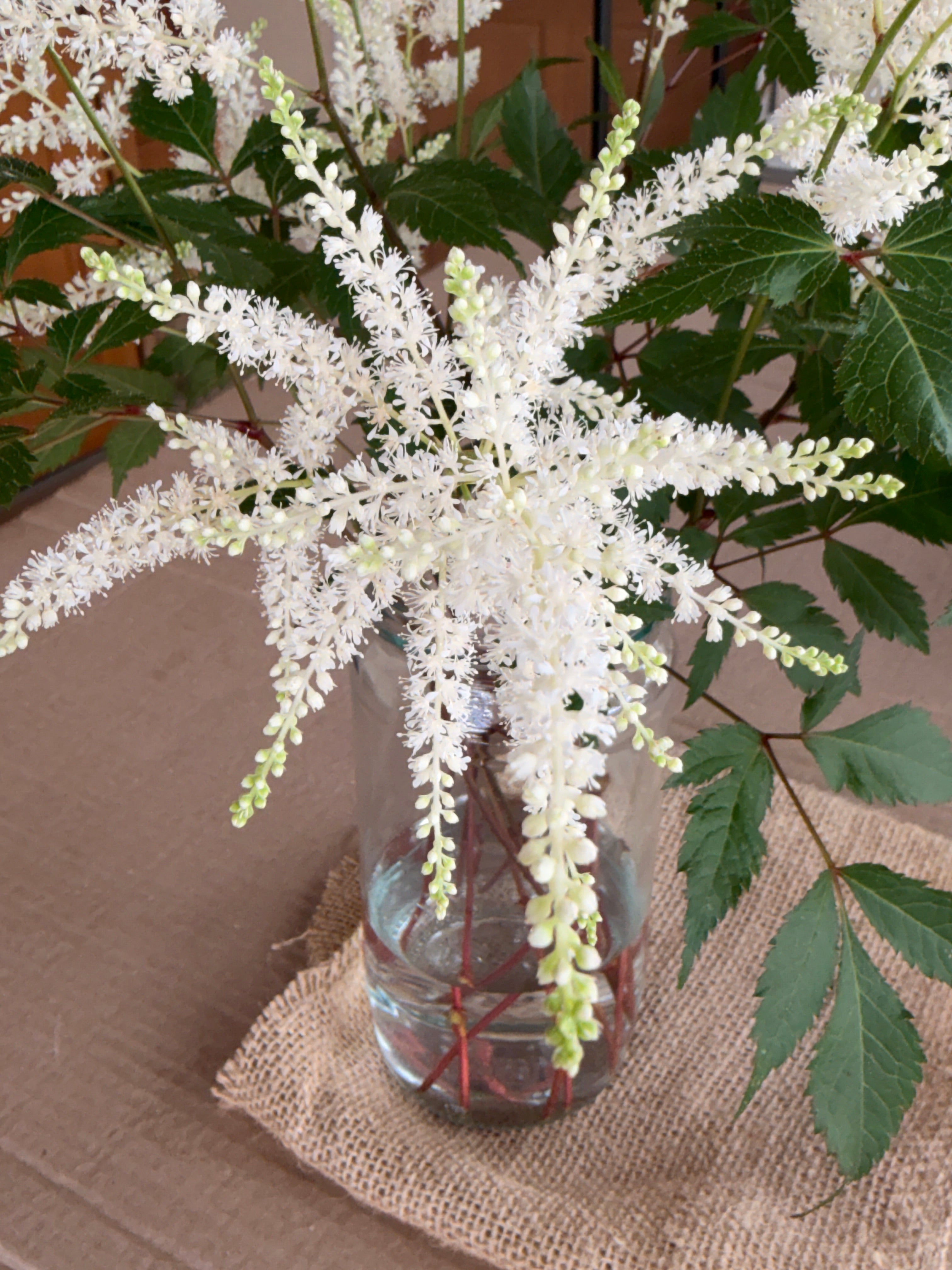 Astilbe Plumes