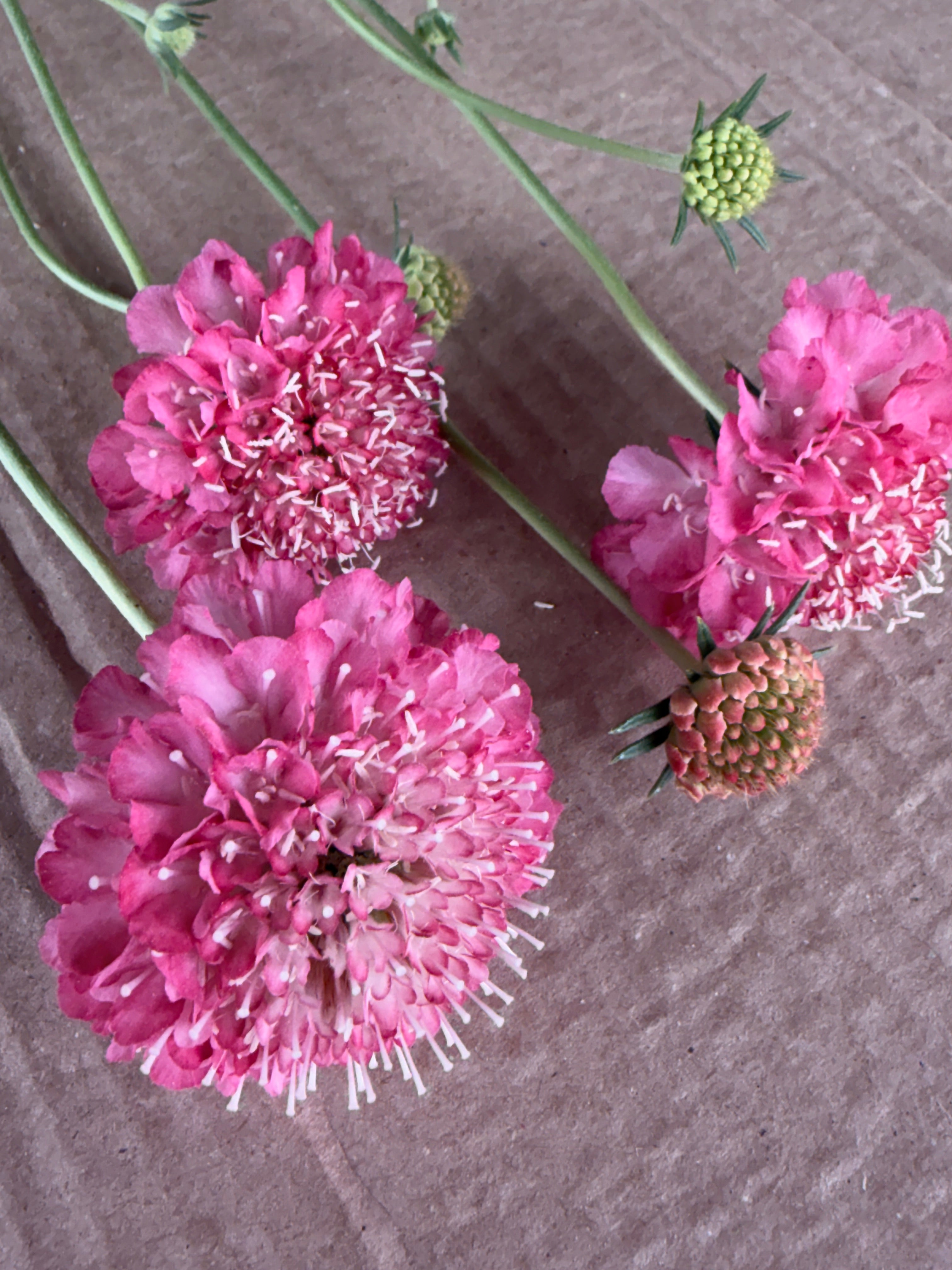 Scabiosa - Salmon Rose