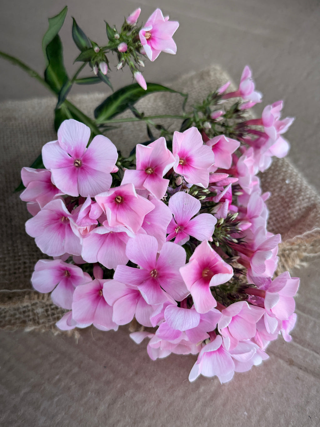Phlox - Light Pink