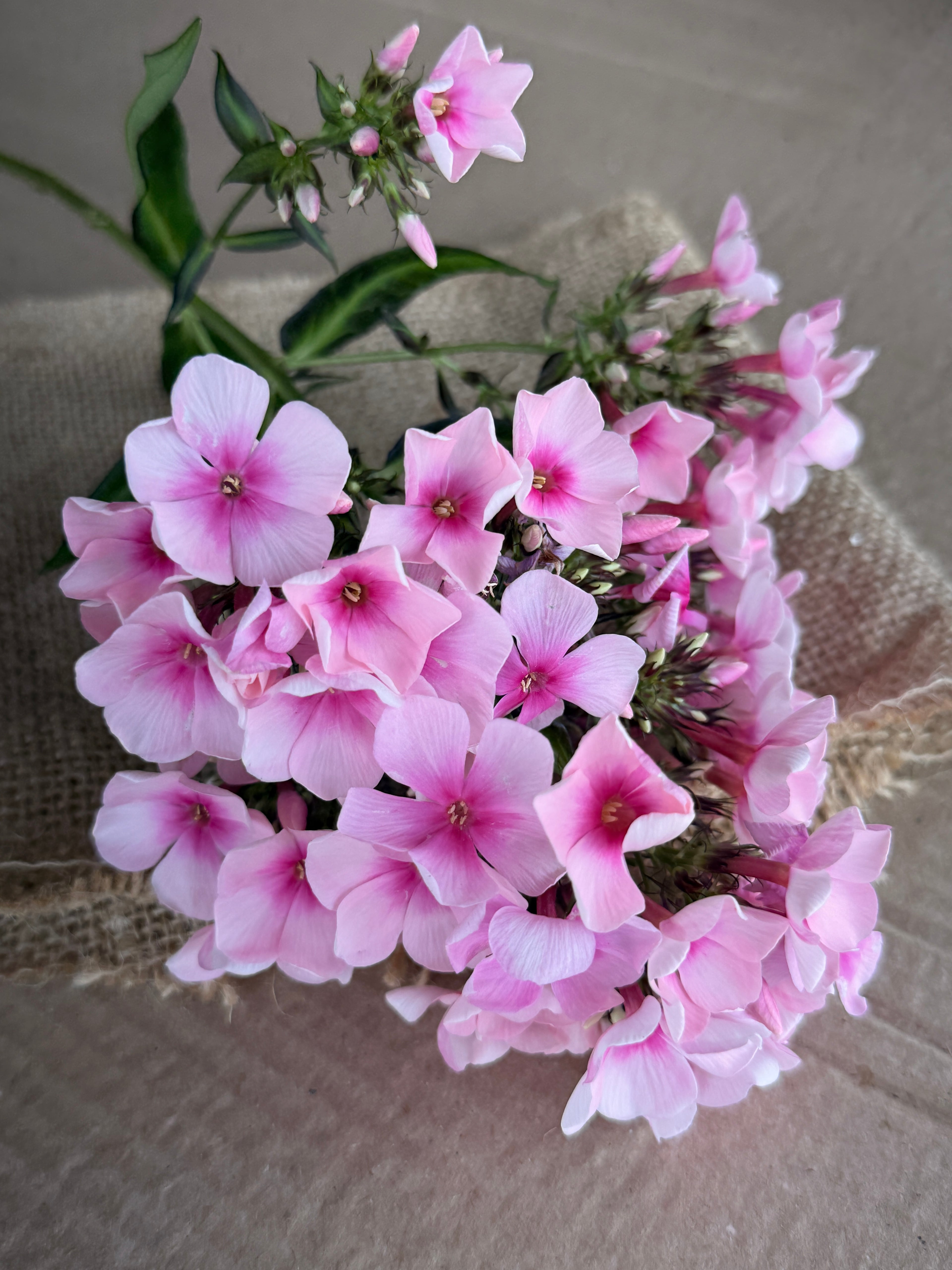 Phlox - Light Pink