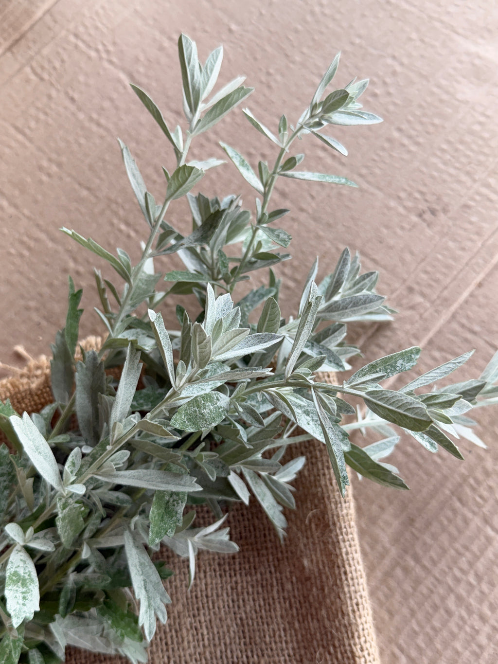 White Sage - fine textured