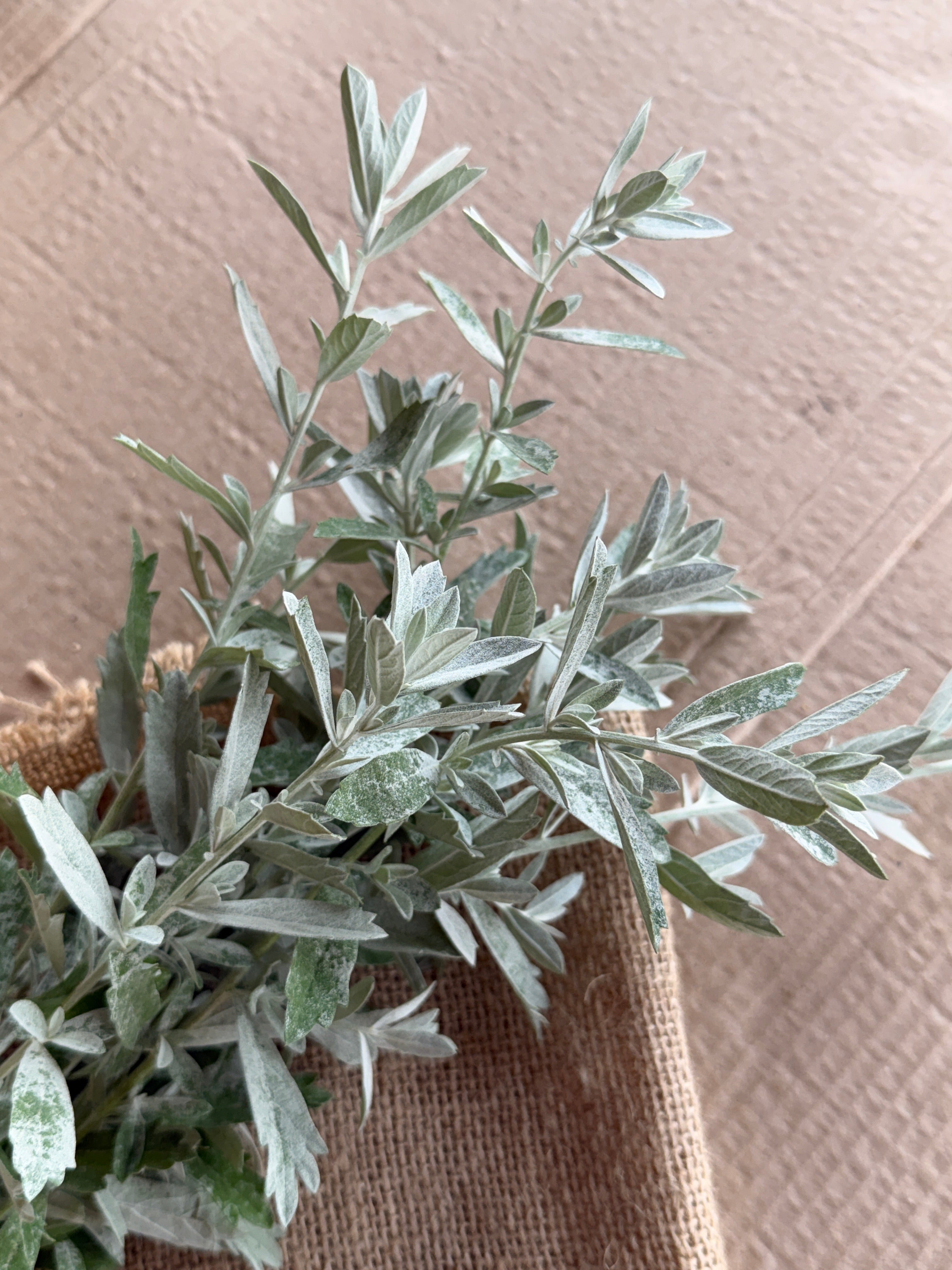 White Sage - fine textured