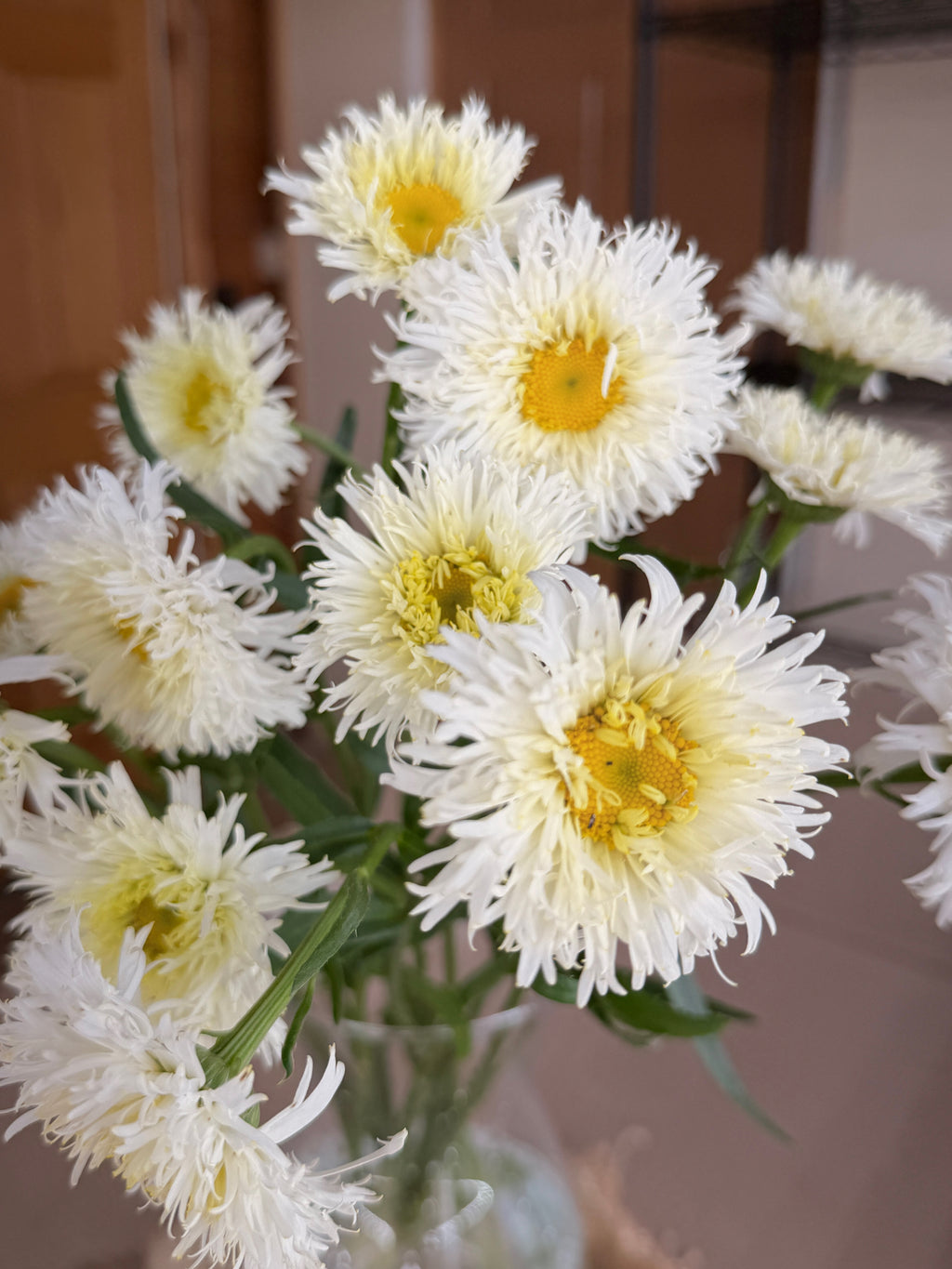 Daisy - Tall Double White