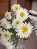 Daisy - Tall Double White