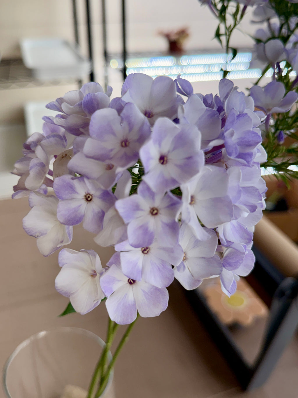 Phlox - White with Blue