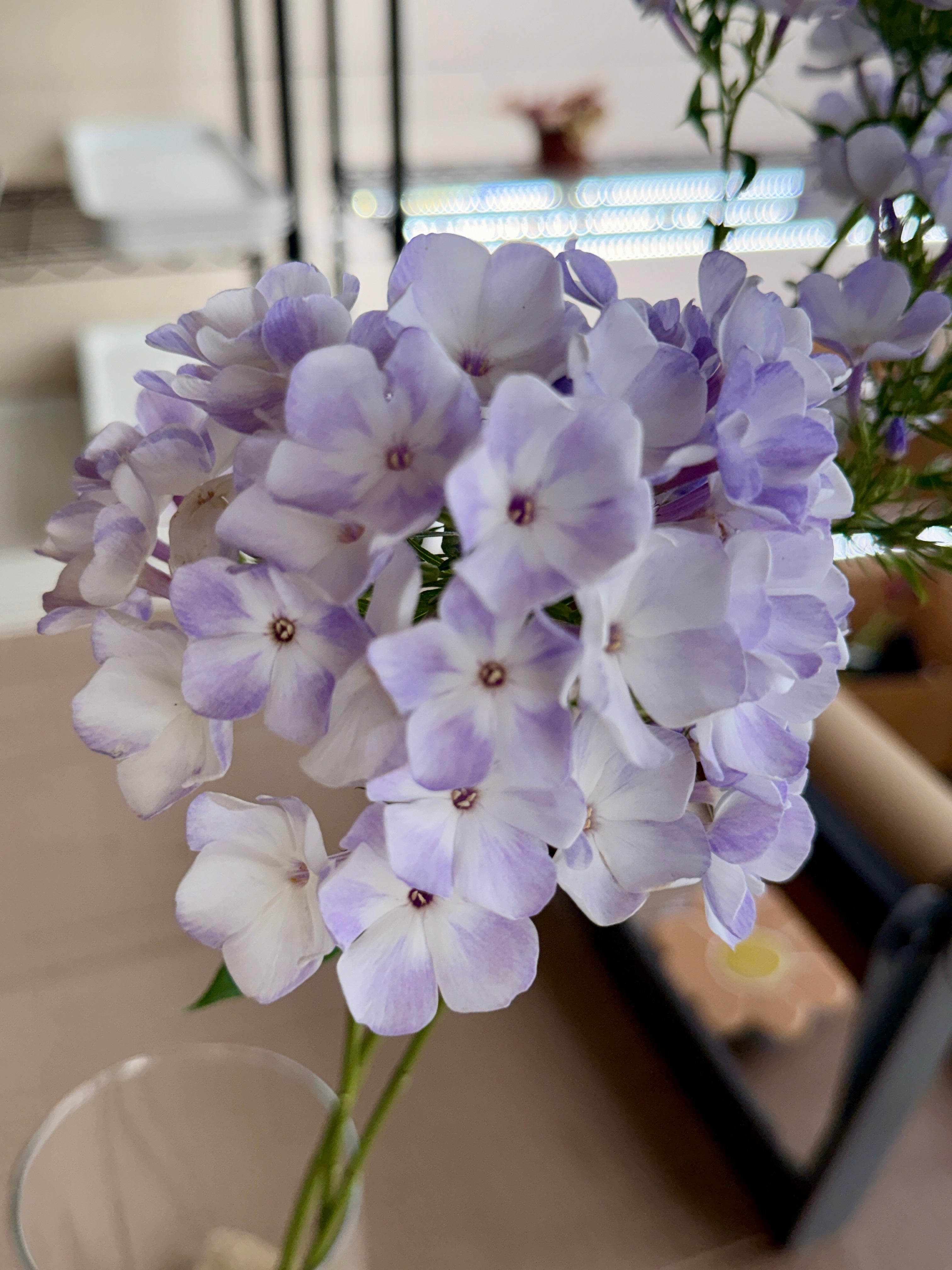 Phlox - White with Blue