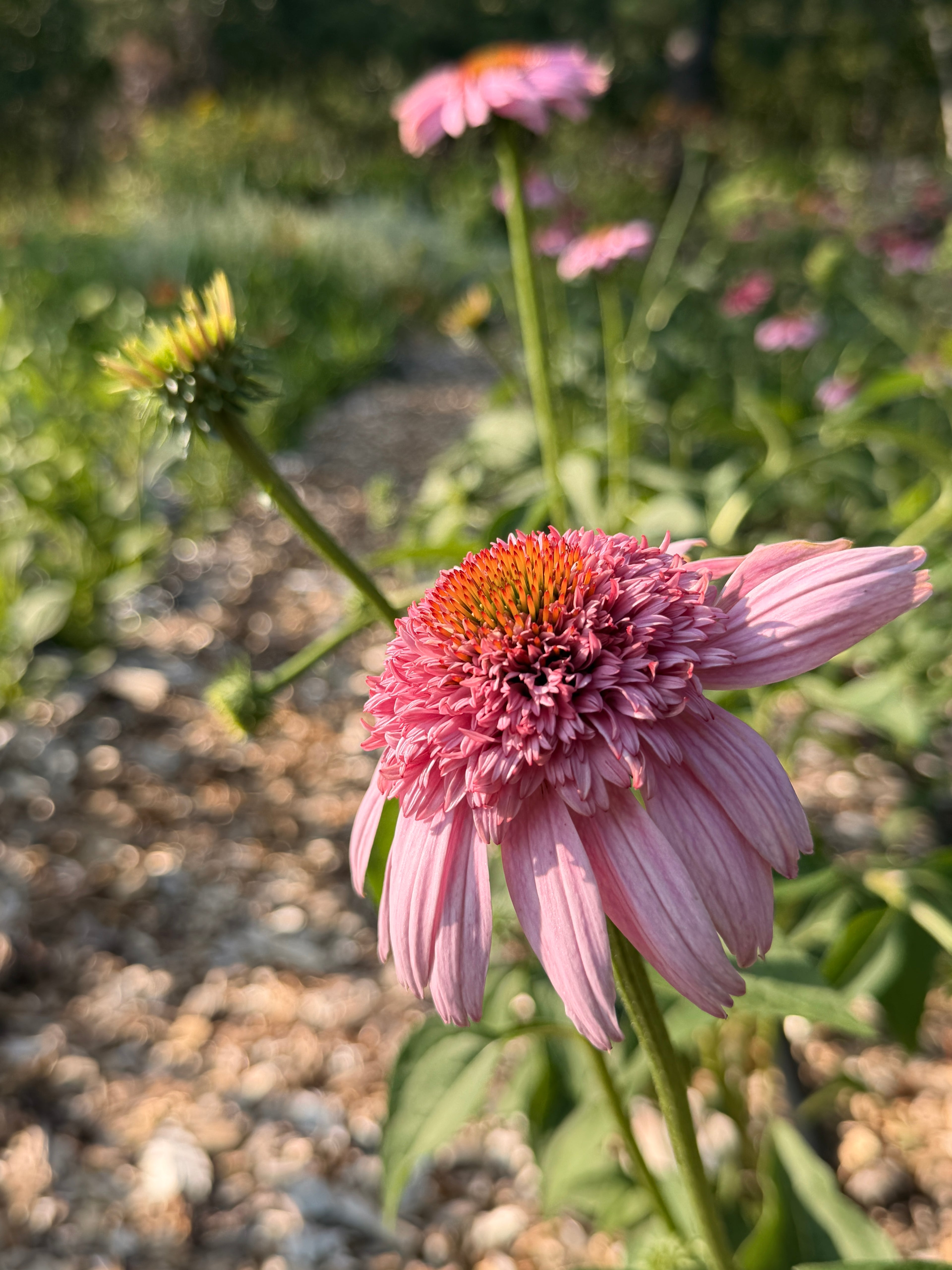 PomPon Echinacea - Pink