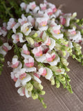 Snapdragon - Potomac Appleblossom
