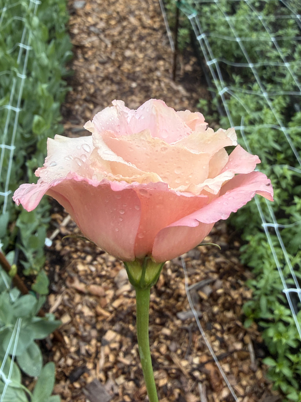 Lisianthus - Peach