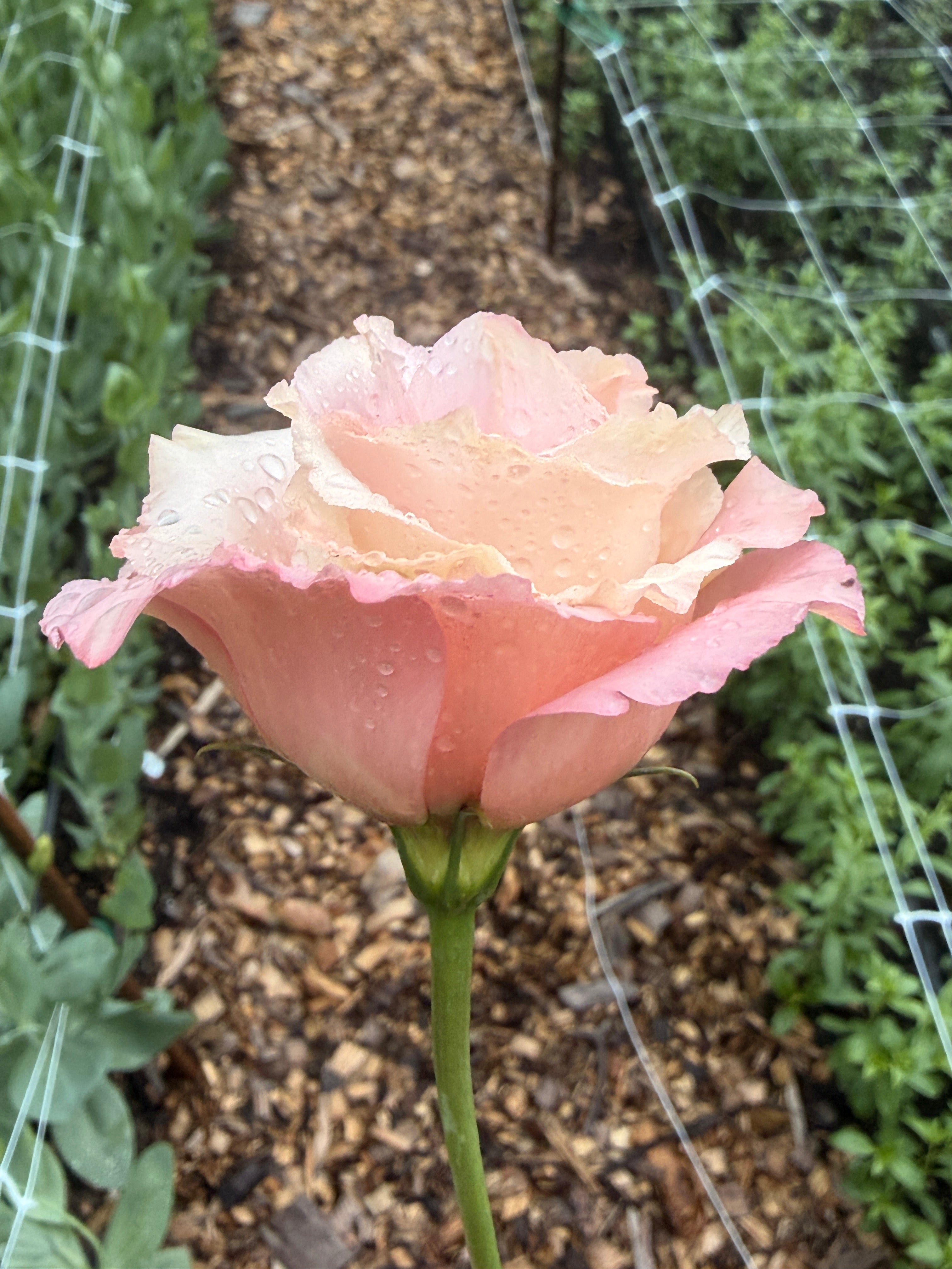 Lisianthus - Peach