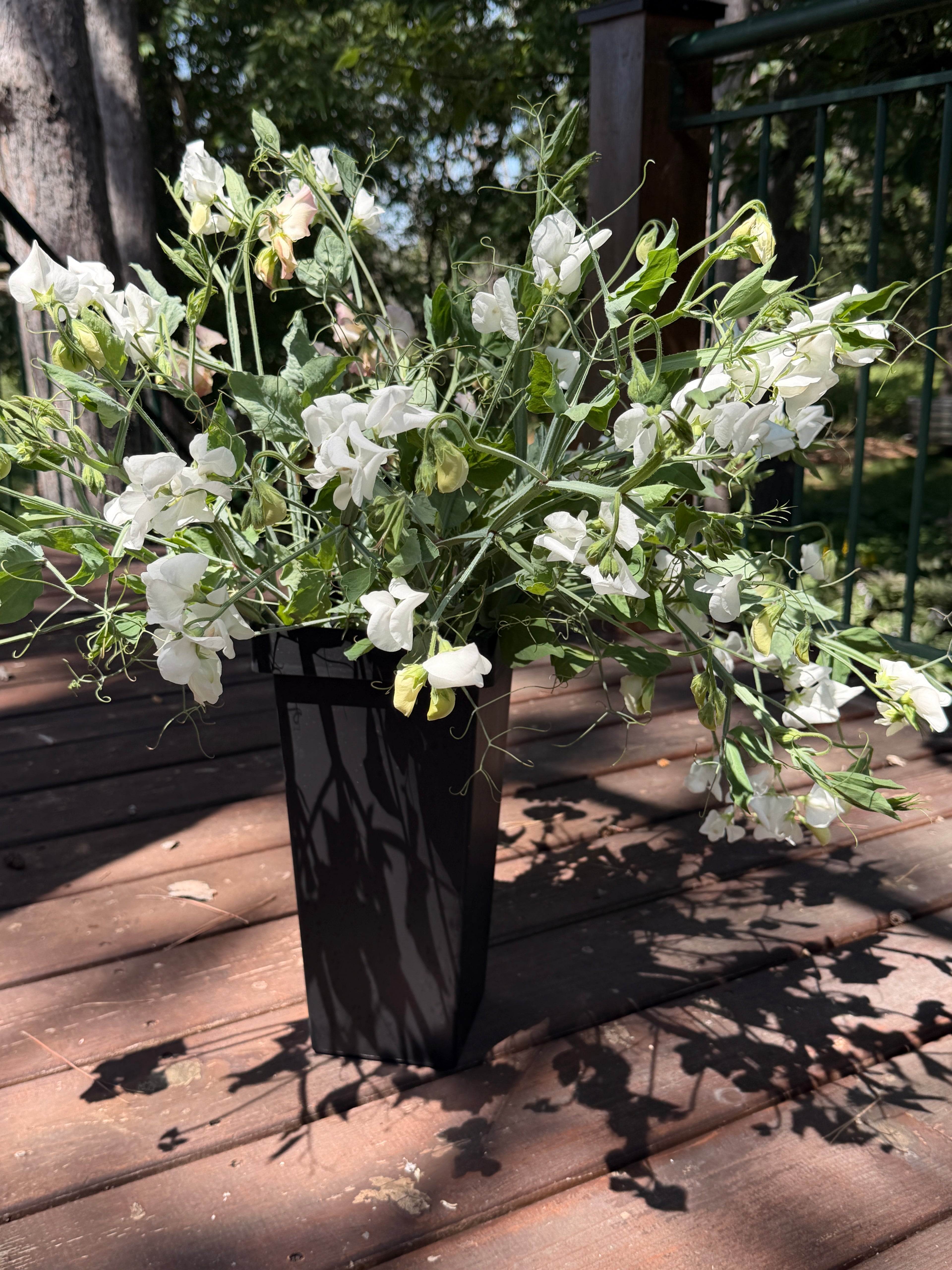 Sweet Peas - White