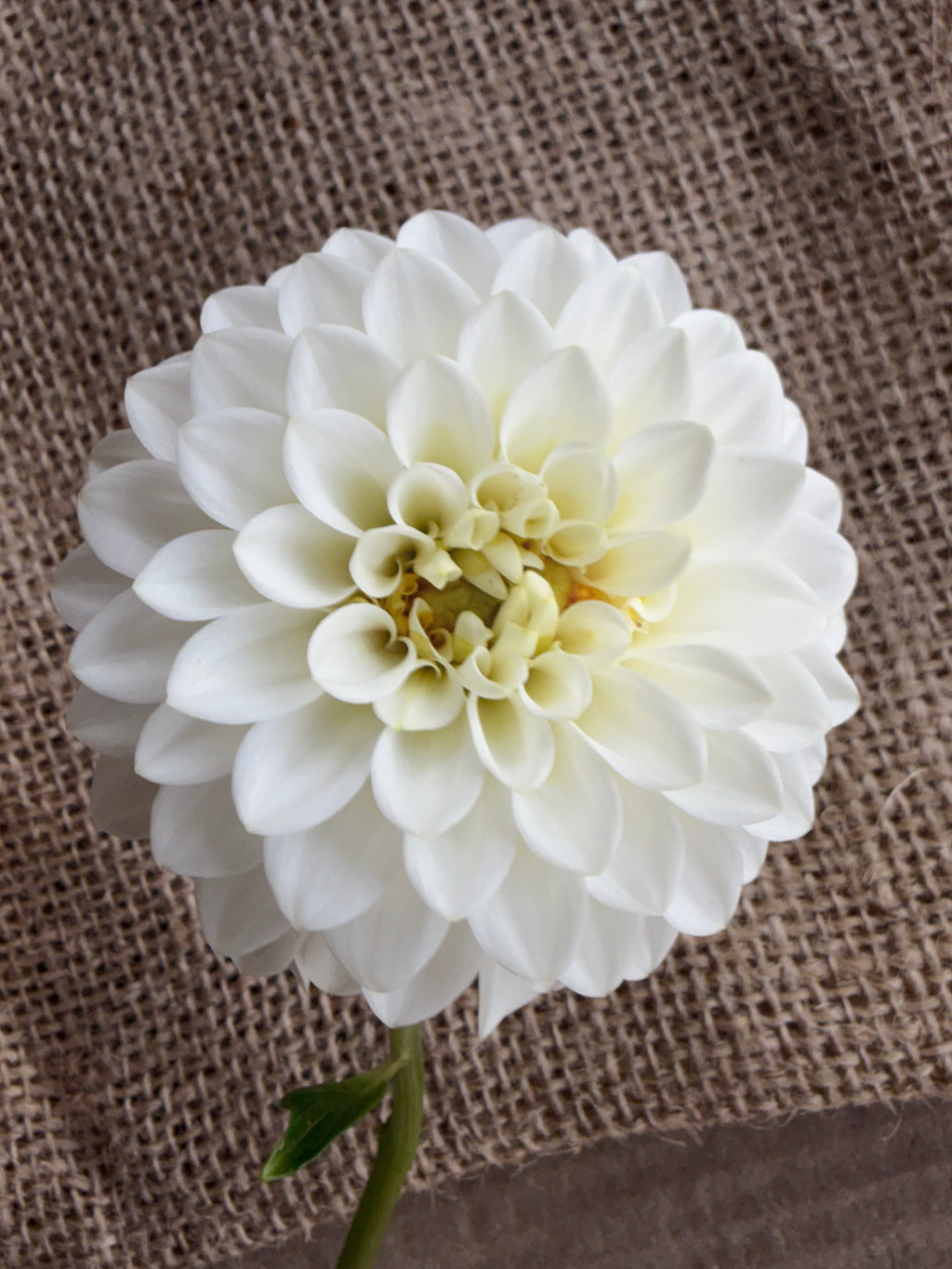 Dahlia - Petra's Wedding