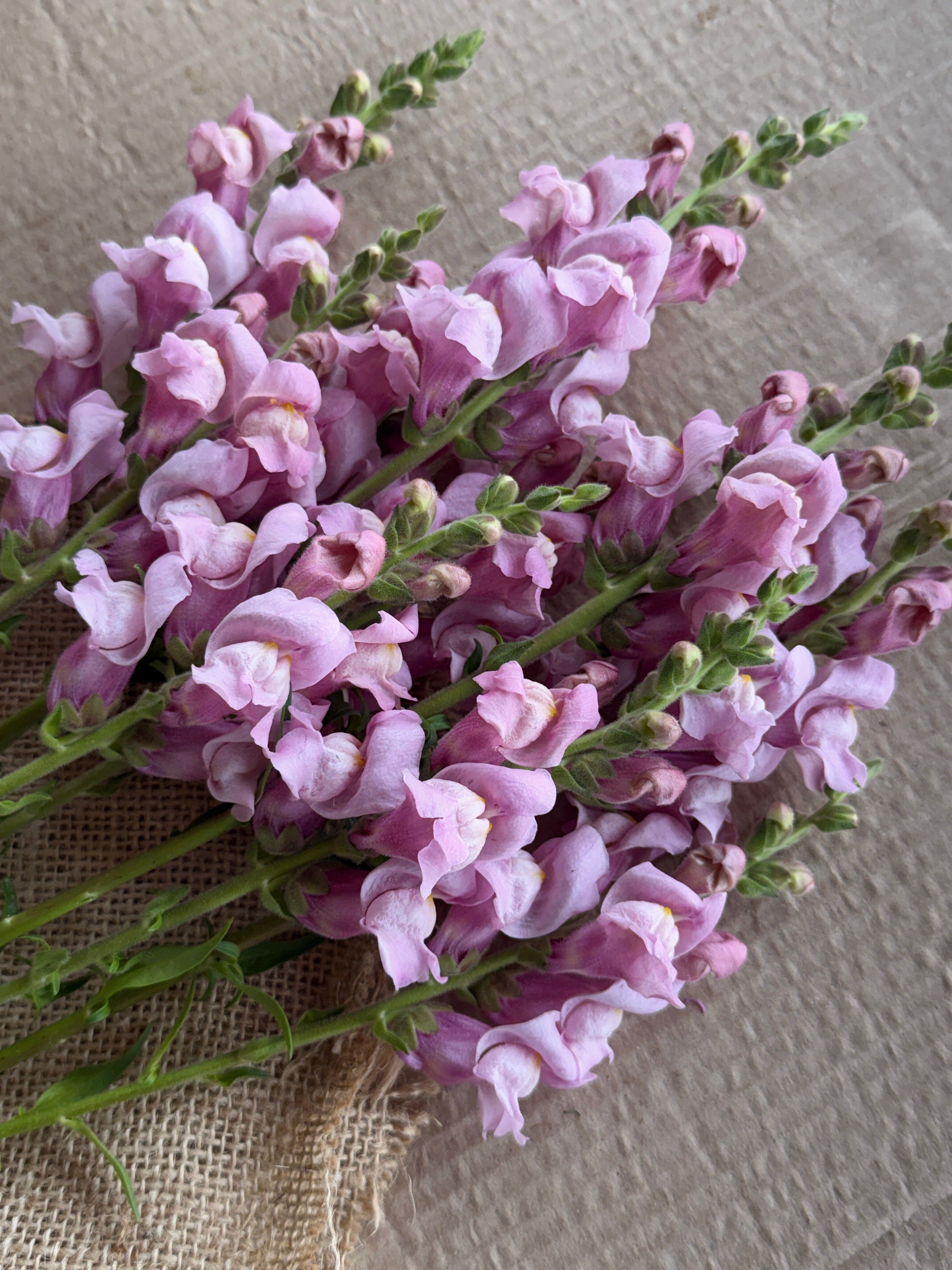 Snapdragon - Potomac Lavender