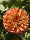 Zinnia - Queen Lime Orange
