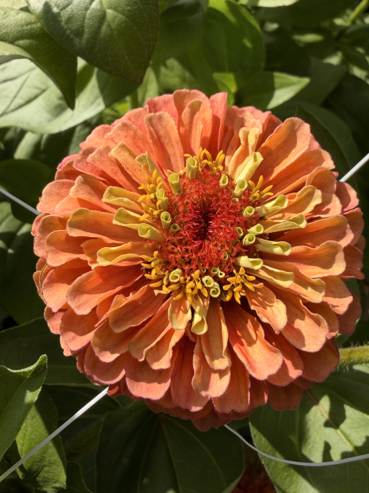 Zinnia - Queen Lime Orange