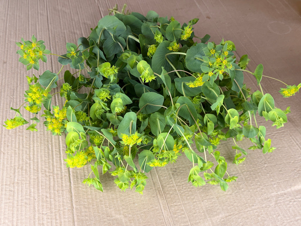 Bupleurum