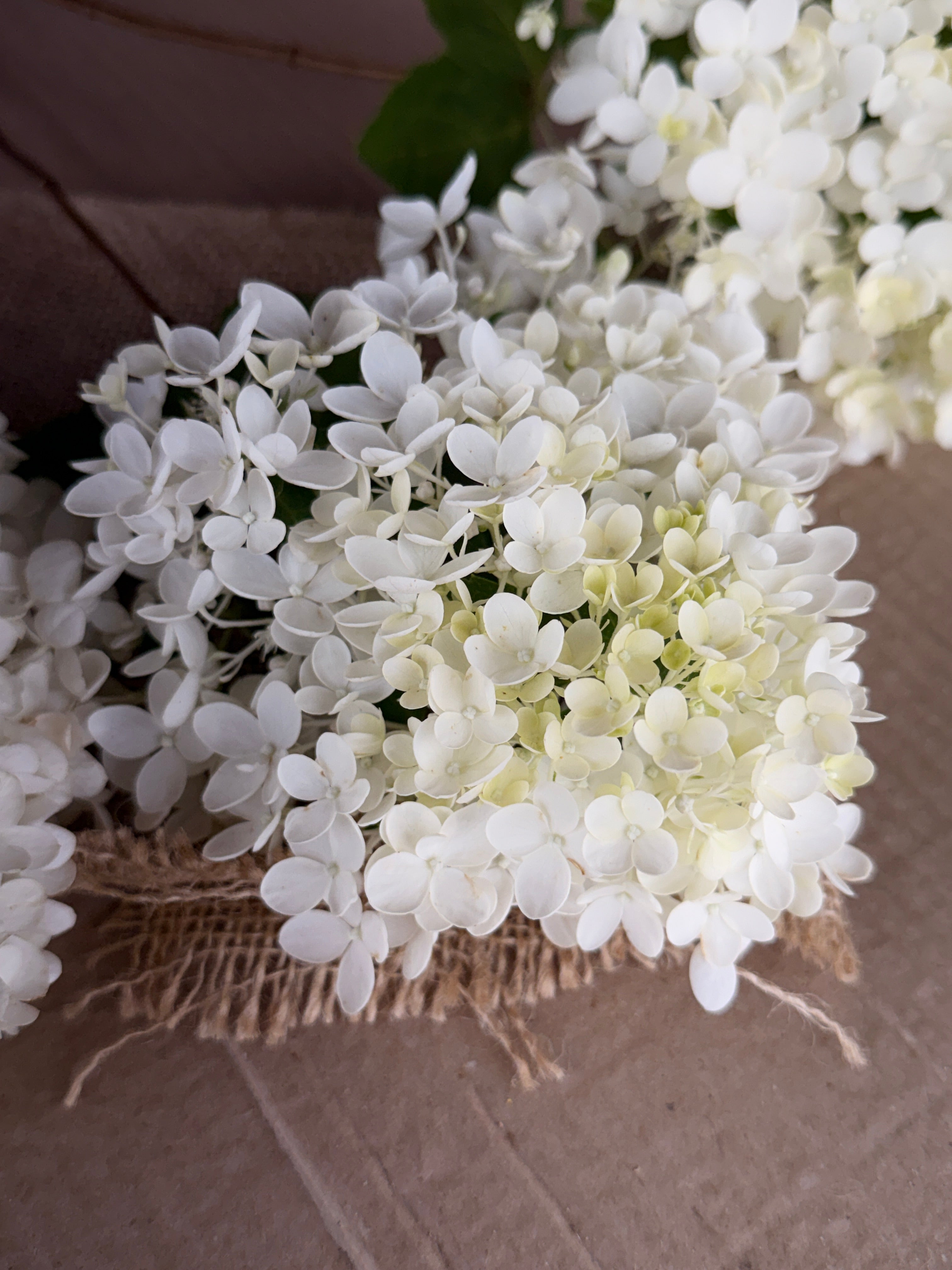 Hydrangea - Small Panicle