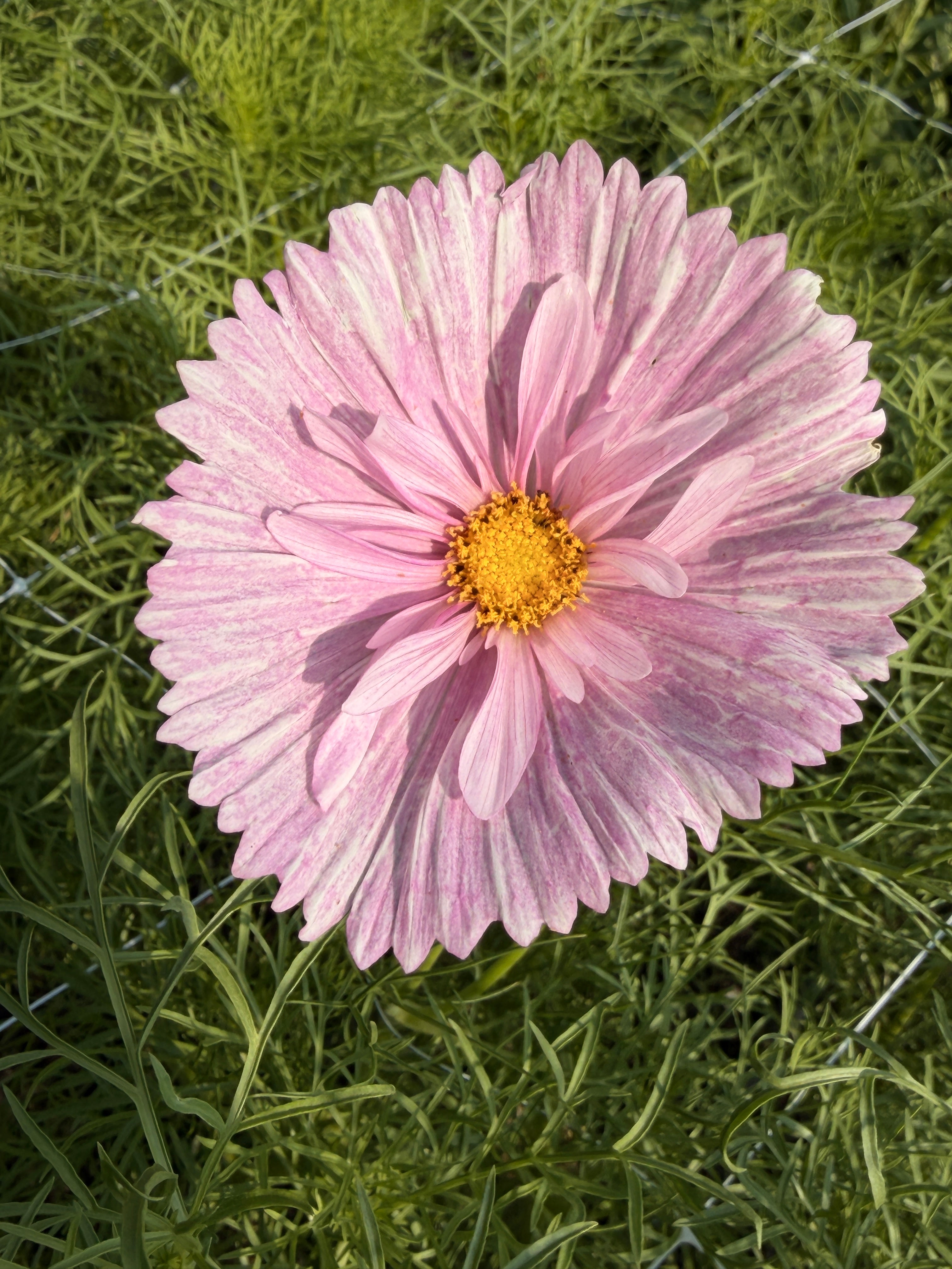 Cosmos - Cupcakes Blush