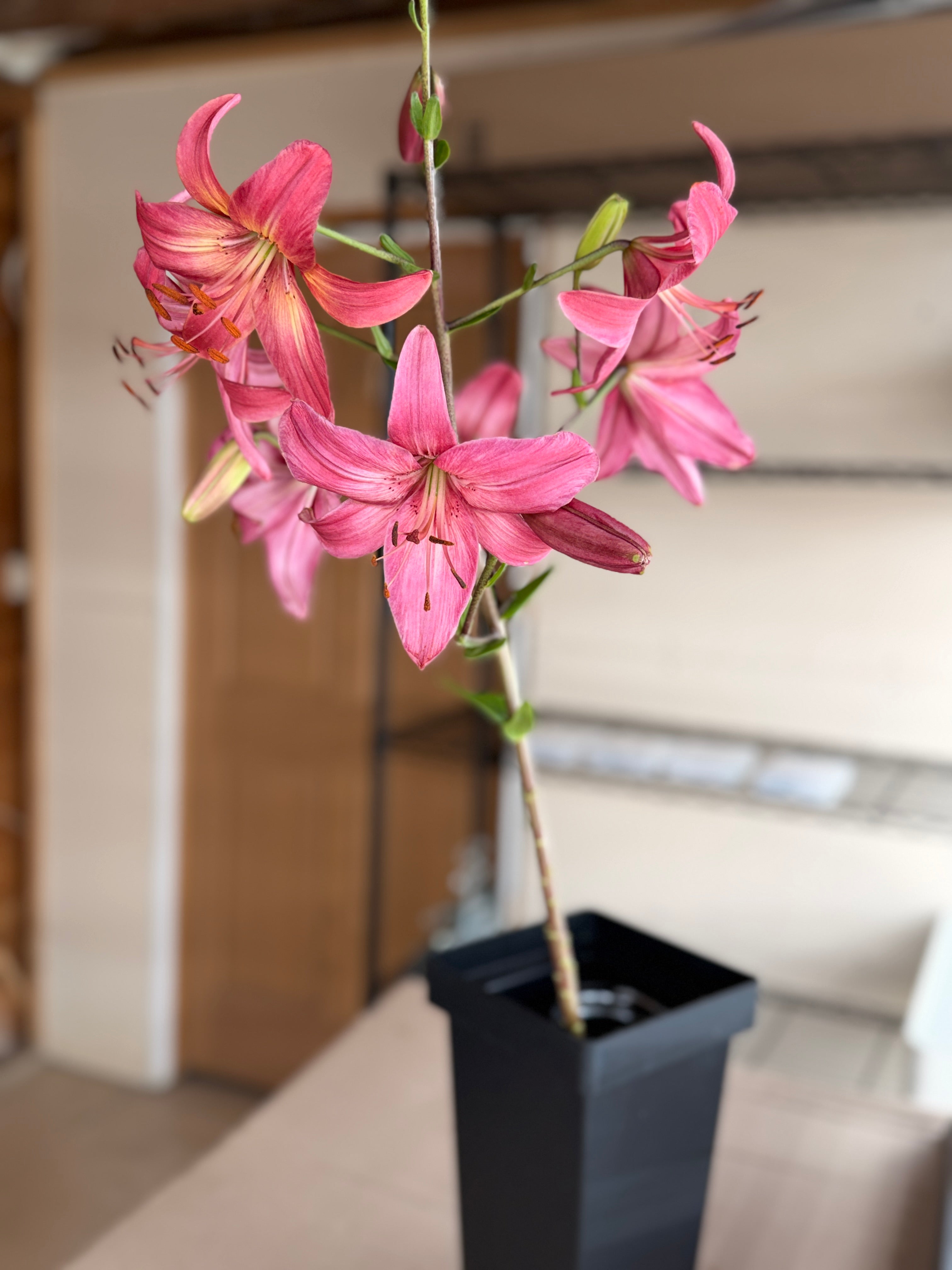 Lily - Pink Flight