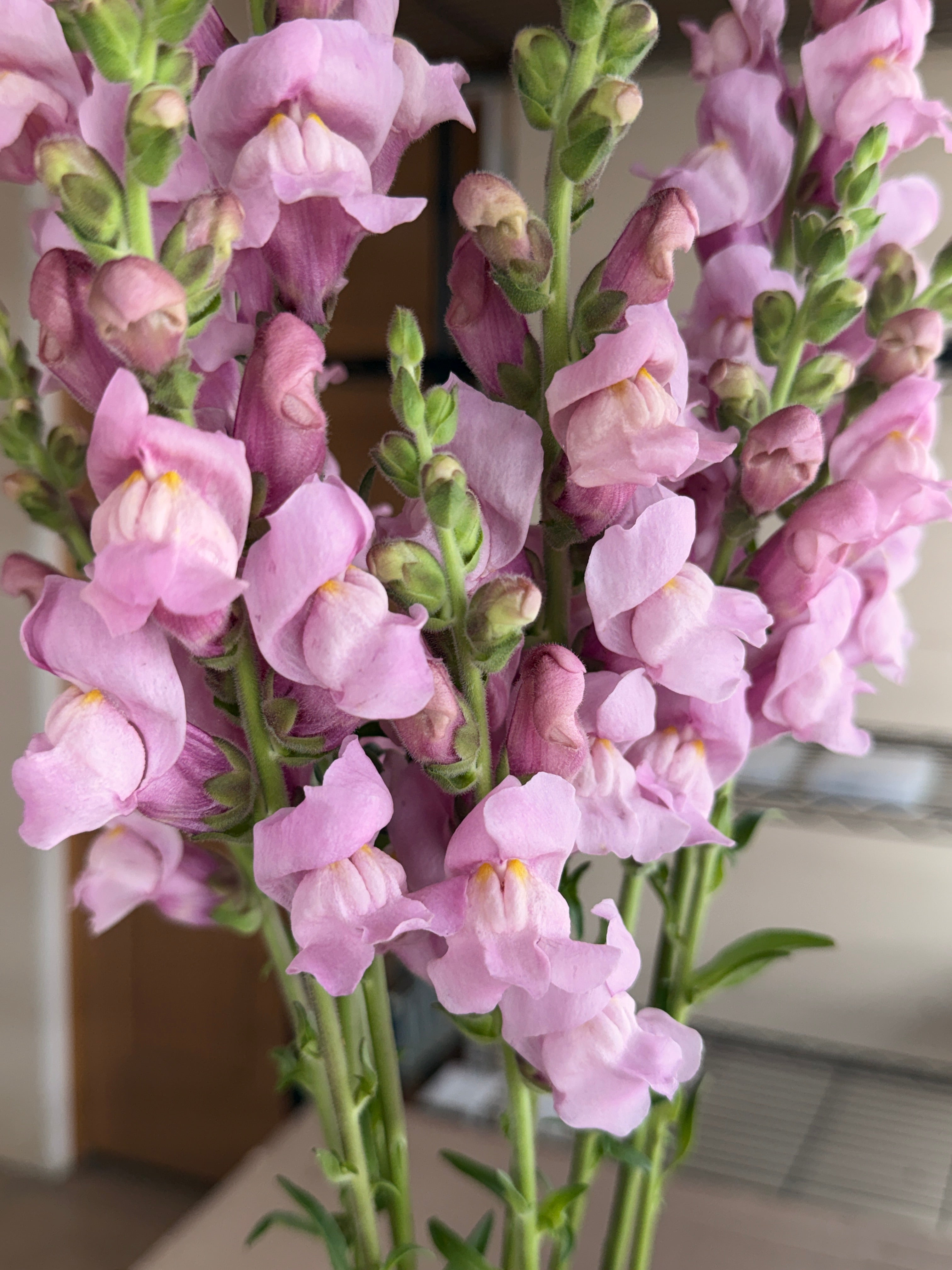 Snapdragon - Potomac Lavender