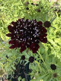 Scabiosa - Black Knight